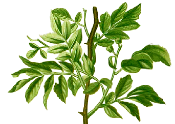 Zanthoxylum_sp.png