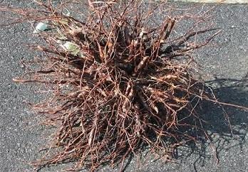 Lindera_root.jpg