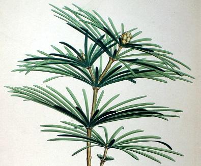 Sciadopitys_verticillata.jpg